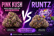 Pink Kush vs Runtz | Which Indica Is Better to Buy in Canada?