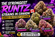 The Strongest Runtz Strains in Canada – Potency and Flavor Guide