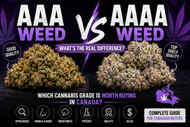 AAA vs AAAA Weed: Which Cannabis Grade Is Worth Buying in Canada?