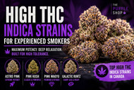 High THC Indica Strains for Experienced Smokers in Canada | The Purple Shop