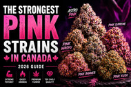 The Strongest Pink Strains in Canada | The Purple Shop