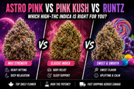 Astro Pink vs Pink Kush vs Runtz | Best High-THC Indica in Canada