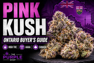 Pink Kush Flower for Sale Canada | Why Ontario Buyers Choose Pink Kush