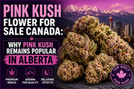 Pink Kush Flower for Sale Canada: Why Pink Kush Remains Popular in Alberta