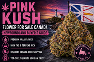 Pink Kush Flower For Sale Canada | Newfoundland Buyer’s Guide