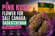Pink Kush Flower For Sale Canada | Saskatchewan Buyer’s Guide