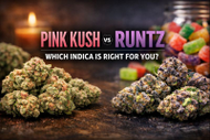 Pink Kush vs Runtz | Which Indica Is Better to Buy in Canada?