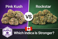 Pink Kush vs Rockstar: Which Indica Is Stronger in Canada?