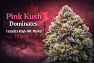 Why Pink Kush Continues to Dominate Canada’s High-THC Market
