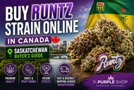 Buy Runtz Strain Online in Canada | Saskatchewan Buyer's Guide