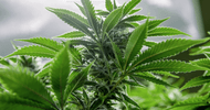 What Makes Indica Strains the Best Choice to Shop Online in Canada? What Makes Indica Strains the Best Choice to Shop Online in Canada?