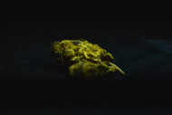 Shatter vs Hash: The Complete Canadian Buyer's Guide
