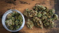 What Makes Sativa Weed the Best Choice for Daytime Energy? What Makes Sativa Weed the Best Choice for Daytime Energy?