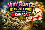 Why Runtz Sells Out So Fast in Canada | The Demand Behind the Strain