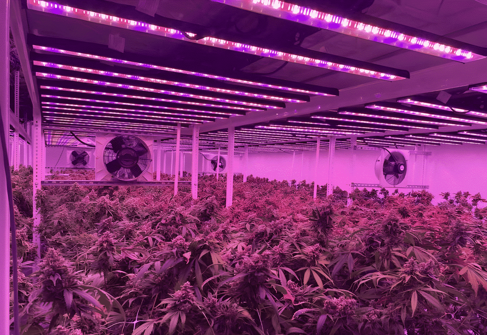 The Purple Shop Cannabis Facility