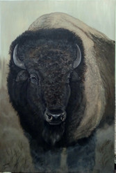 Bison- Early Morning Chill 