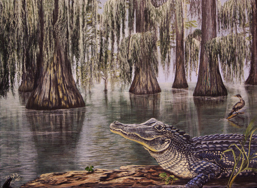 The Louisiana Alligator loves to sunbath in the swamp, bayou or along the lake shore.  The cool colors in this 12x16 painting adds a Cajun atmosphere to any room.
