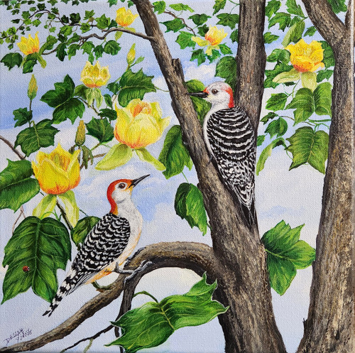 Red Bellied Woodpecker and Tulip Poplar Tree