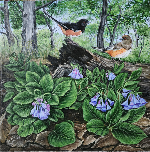 Towhee and Virginia Bluebell Wildflowers 