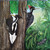 Ivory-Billed Woodpecker canvas print