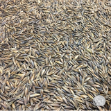 Cosaque Winter Oats Seed