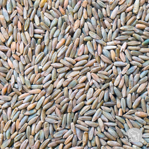 vns rye seed wisconsin