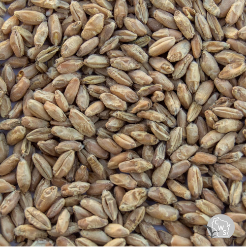 Triticale Seed
