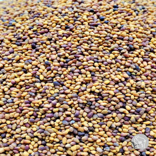 medium red clover seed wisconsin
