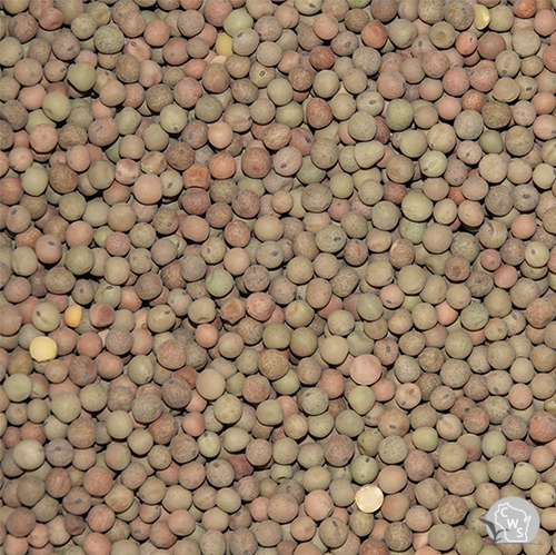 Austrian Winter Peas Seed