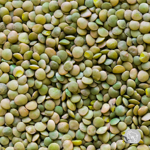 Lentil Seed Wisconsin
