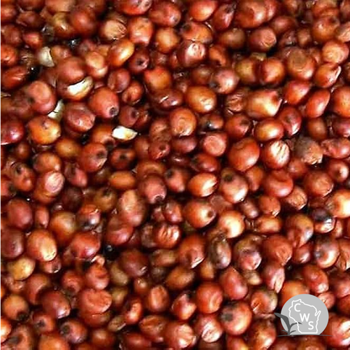 Red Grain Sorghum Seed (Safened) Wisconsin