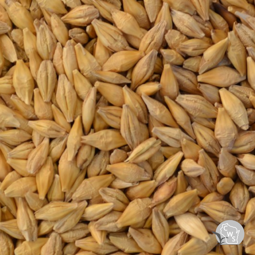 barley seed wisconsin