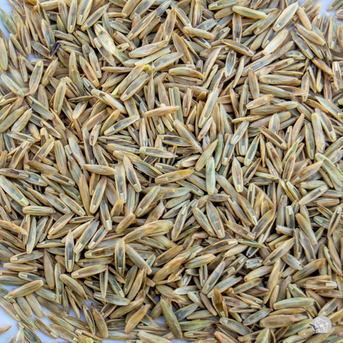 Italian Ryegrass Seed