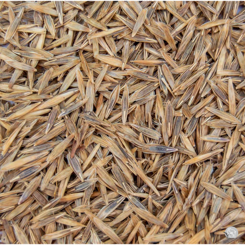 Meadow Brome Grass Seed
