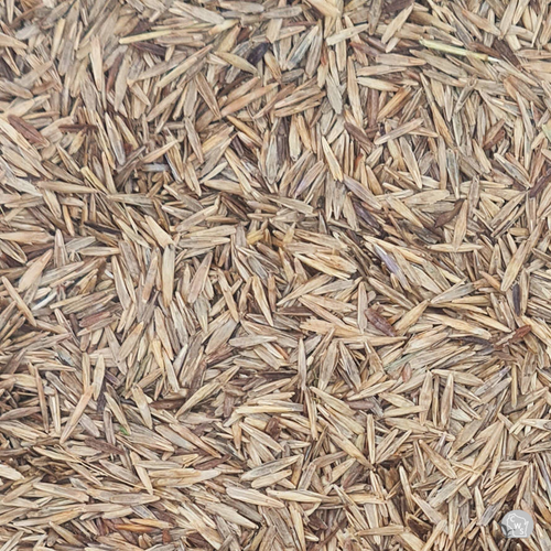 Meadow Fescue Seed Raw