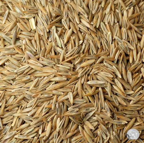 Turf Type Tall Fescue Seed Raw