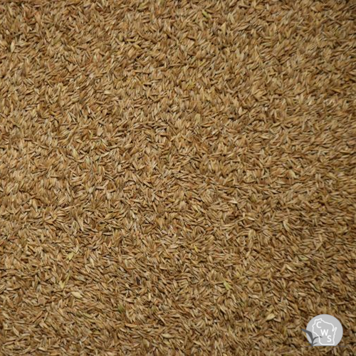 Kentucky Bluegrass Seed Forage
