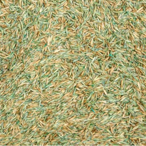 Hard fescue grass seed