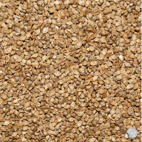 Japanese Millet Seed Raw