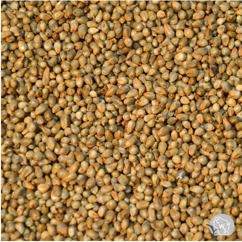 Pearl Millet Seed Raw