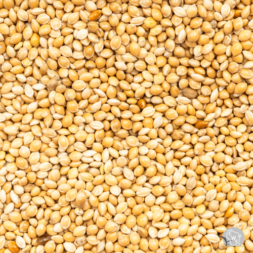 White Proso Millet Seed