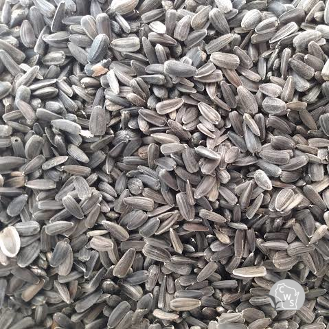 Peredovik Sunflower Seeds Raw