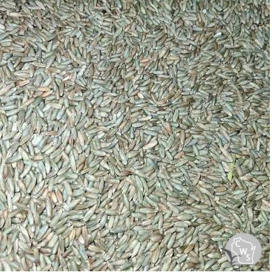 KWS Serafino Hybrid Rye Seed