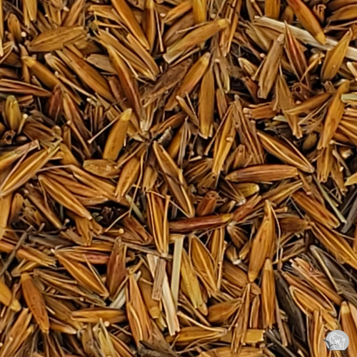 Indian Grass Seed Raw