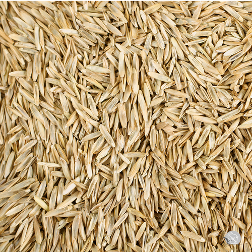 Kentucky Bluegrass Seed Arc II Raw Grass