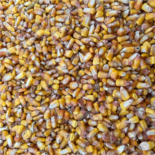 Energy Plus Corn GT