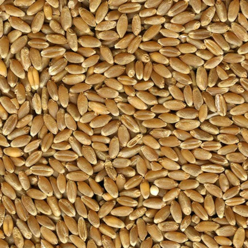 Hard Red Winter Wheat Seed