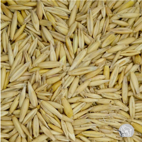 Shelby Oat Seed