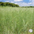 elbon rye seed wisconsin