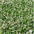 Balansa Clover Seed in field Wisconsin